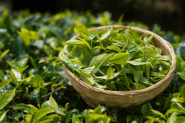 台灣茶樹品種知多少？