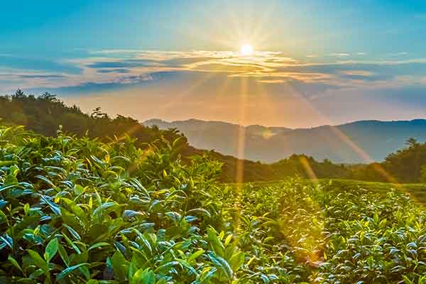 茶樹需要哪些營養？